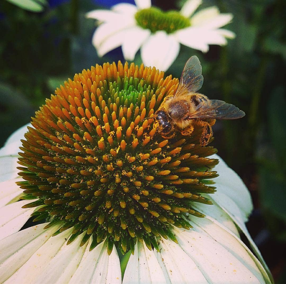 Scatter Garden | Honeybee
