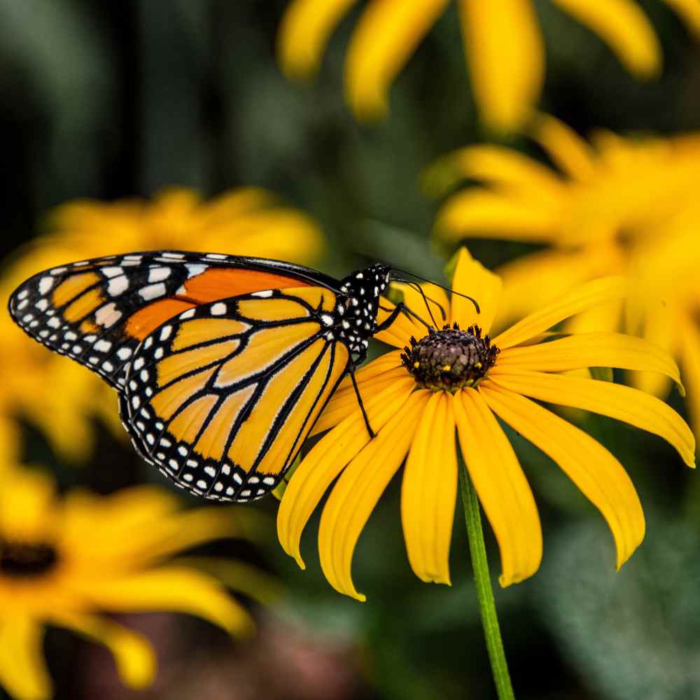 Scatter Garden | Monarch Milkweed