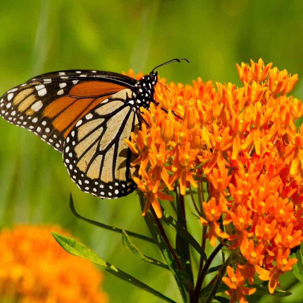 Scatter Garden | Monarch Milkweed