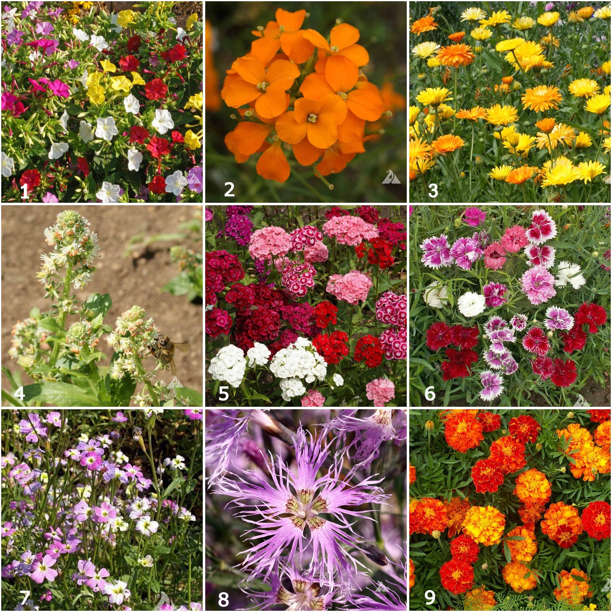 Scatter Garden | Fragrant Flower
